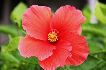 Red Flower Closeup