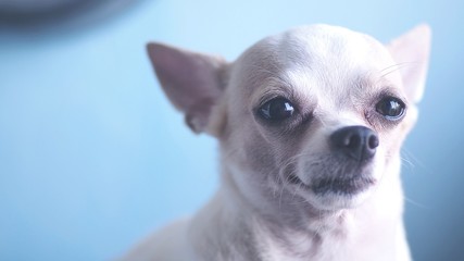 Chihuahua look at me