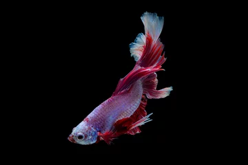 Foto op Plexiglas The moving moment beautiful of siam betta fish in thailand on black background. © Soonthorn