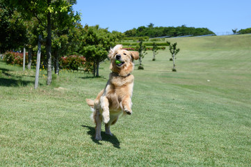 ゴールデンレトリバー