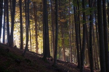 Fototapeta premium Herbstwald
