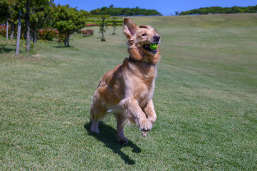 ゴールデンレトリバー