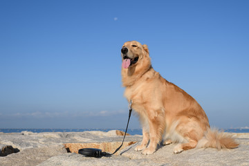 ゴールデンレトリバー