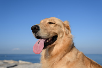 ゴールデンレトリバー