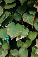 green background