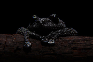Theloderma ryabovi, rare spieces of frog on black