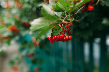 red berries