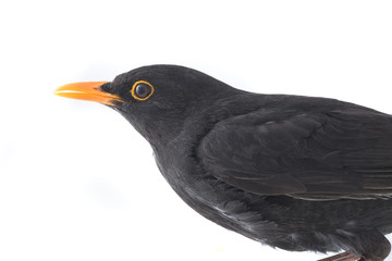 blackbird