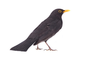 blackbird