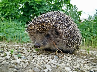 hedgehog