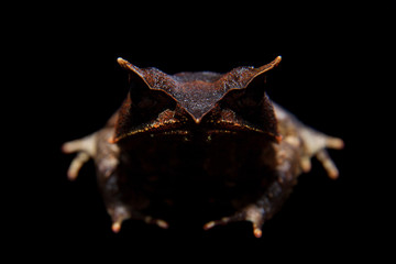 The long-nosed horned frog on black