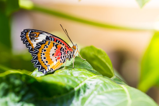 Male leopard lacewing (Cethosia cyane euanthes) butterfly