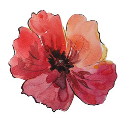 Red flower hand drawn in watercolor on texture paper white background