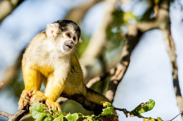 Petit singe saïmiri