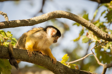 Singe Saimiri jaune à tête noire
