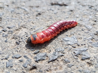 The macro photo of big red caterpillar