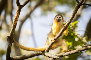 Saimiri jaune &agrave; t&ecirc;te noire