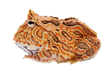 The Fantasy horned frog isolated on white