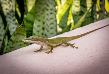 Scaled wall-crawling Gecko using sticky feet to climb Caribbean wall