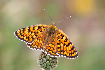 Macrophotographie de papillon - Melitee du plantain (Melitaea cinxia)
