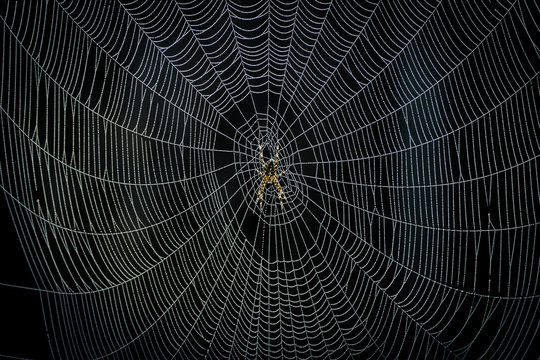 Spider creating it's Web