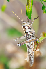 Brown grasshopper in nature