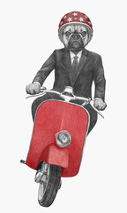 French Bulldog rides scooter. Hand-drawn illustration.