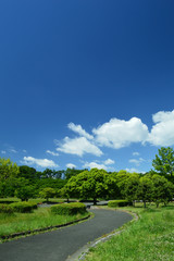 公園の空と森と道