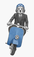 Beagle rides scooter. Hand-drawn illustration.
