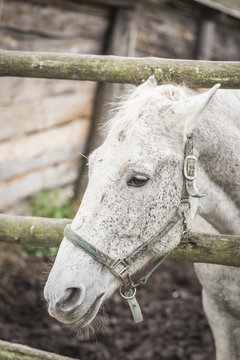 Face of a white horse close-up