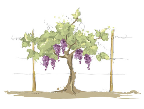 Vineyard / Grape on the trellis, color vector illustration