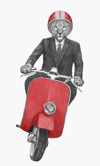 Leopard rides scooter. Hand-drawn illustration.