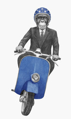 Monkey rides scooter. Hand-drawn illustration.