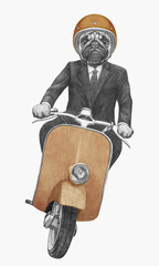 Pug rides scooter. Hand-drawn illustration.
