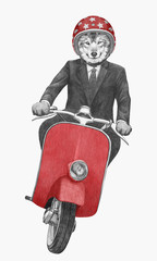 Wolf rides scooter. Hand-drawn illustration.