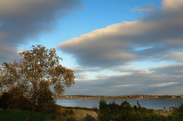 Sycamore tree in autumn, Breton Bay, Maryland