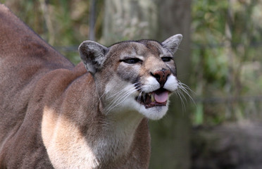 cougar