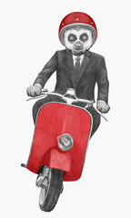 Lemur rides scooter. Hand-drawn illustration.