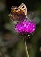 Macrophotographie de papillon - 