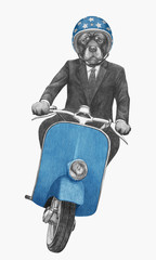 Rottweiler rides scooter. Hand drawn illustration.