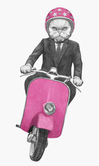 Cat rides scooter. Hand-drawn illustration.