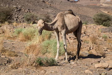 Sahara Camel 