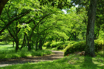 Fototapeta na wymiar 初夏の緑色に囲まれた風景