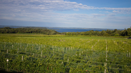 Michigan Vineyards. Vineyards stretch to the blue waters of Lake Michigan on the Mission Point Peninsula on the outskirts of Traverse City, Michigan.