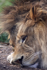 lion
