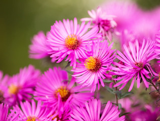 Obraz premium Autumn floral background