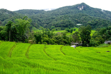 Beautiful rice field surrond with greenery mountains