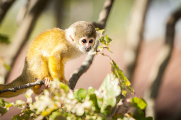 Bébé singe saimiri jaune à tête noire