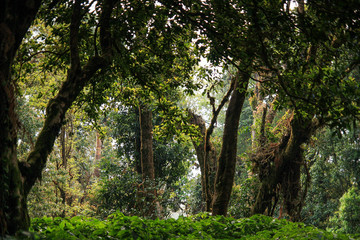 Rain forest at Inthanon mount, Chiang Mai, Thailand