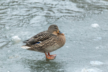 Mallard duck resting using one leg on a frozen ice on a shore.